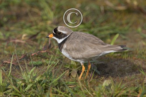 Ringed Plover DM1094